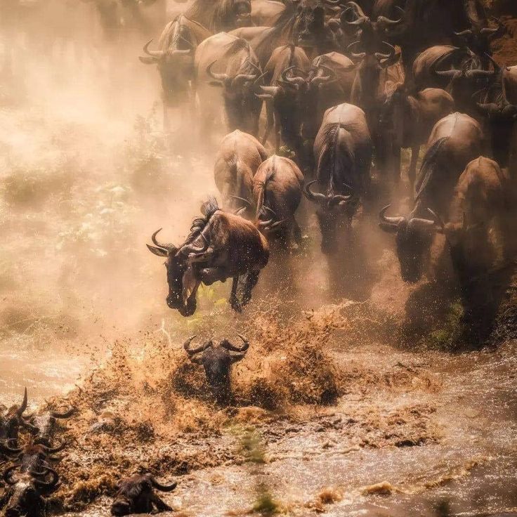 7-Day Tanzania Northern Circuit Amazing Adventures